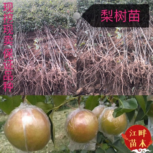 绛县玉露香梨树苗口感好没有渣糖度大