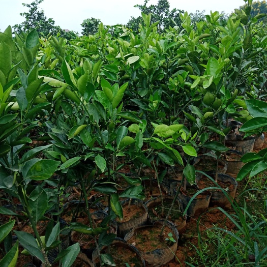 枝江市伦晚脐橙苗  伦晚脐橙杯苗