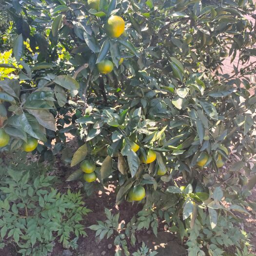 资阳城固蜜橘 