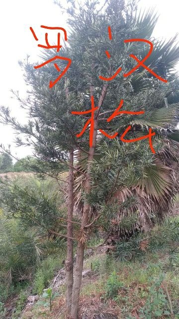隆昌市普通罗汉松  大量供应老人葵，中东海藻，铁东青，