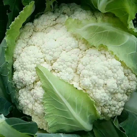 通许县白花菜花  菜花产地直供大量上货开始上货欢迎选购量大从优