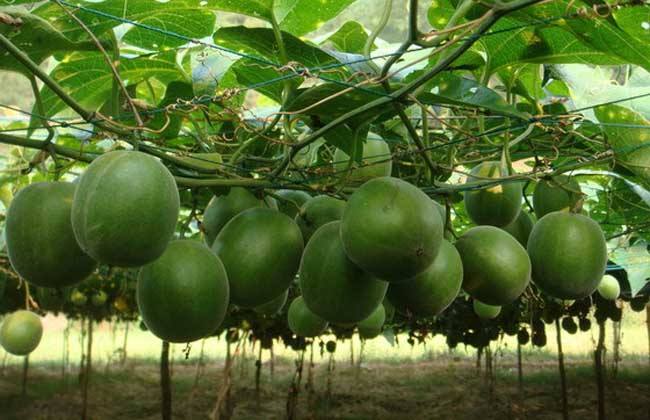 永福罗汉果 大量代收新鲜罗汉果
