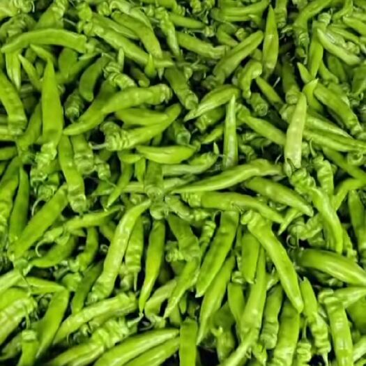 新乐市长豇豆 我们这豆角，茄子，西红柿，尖椒，圆椒大量上市了，需要收购的联