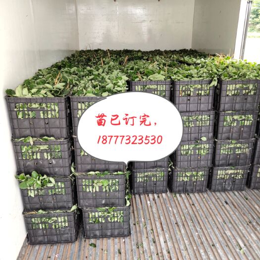 兴安县法兰地草莓苗  少量余苗