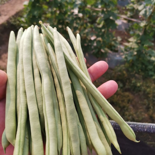 紫花四季豆  小金豆上市了，质量，品质保证，量大从优