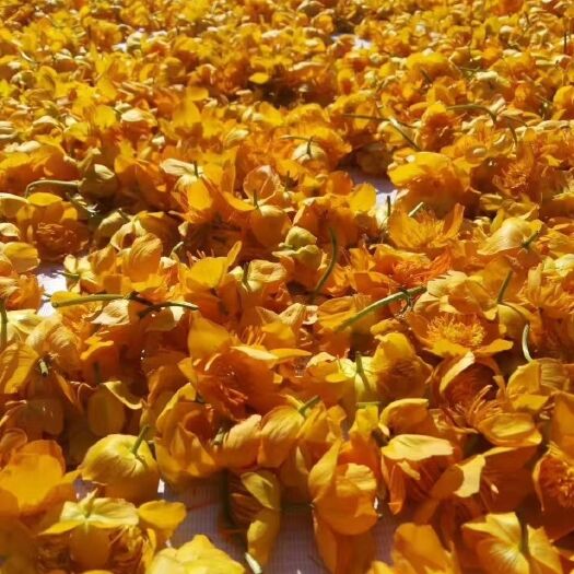 围场县金莲花干花 金莲花