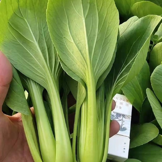 曹县上海青  精品小青菜大量上市，质优价廉，保质保量。