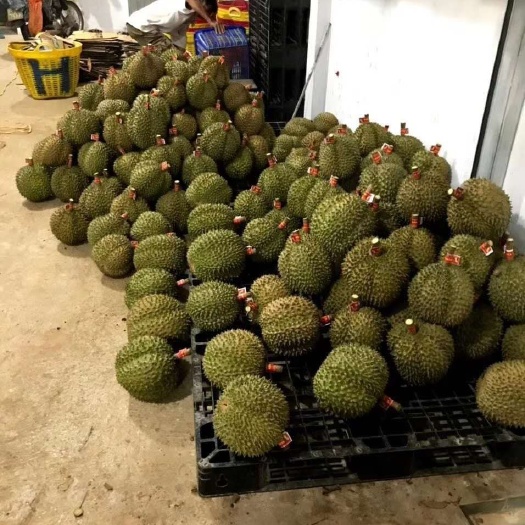 防城港泰国金枕榴莲 金枕榴莲