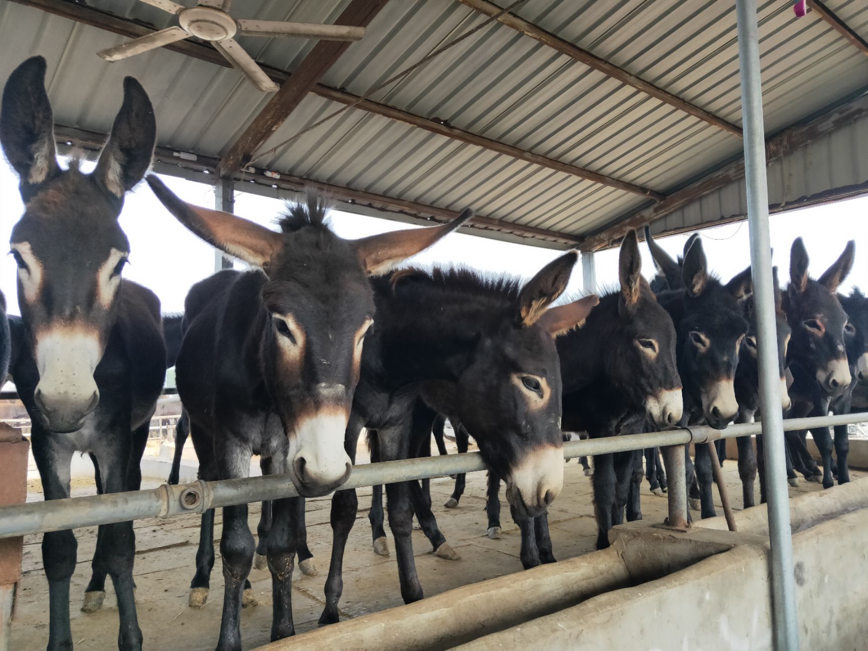 毛驴  成年肉馿馿苗便宜出售，质量好价格低免费运输