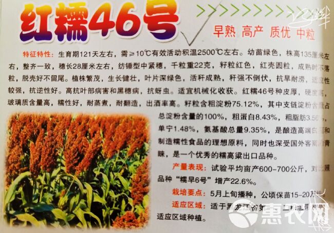 高粱种子红糯46号高粱种子  糯高粱种子高产新品种
