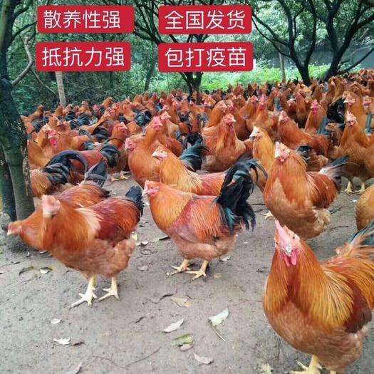 南宁灵山土鸡  鸡苗土鸡苗、质量保证，包疫苗、包邮