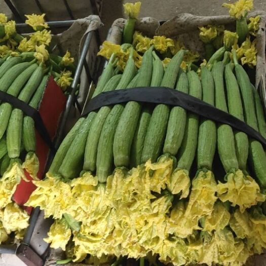 寿光市肉丝瓜  丝瓜