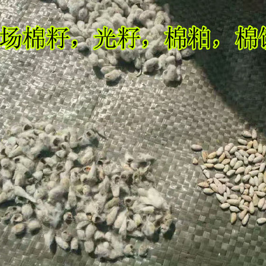 棉饼棉粕棉籽仁粉去壳棉籽药用棉籽棉子仁