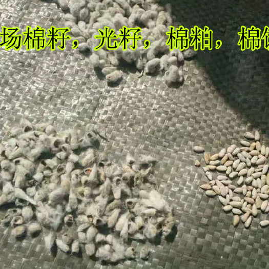 通许县棉饼棉粕棉籽仁粉去壳棉籽药用棉籽棉子仁