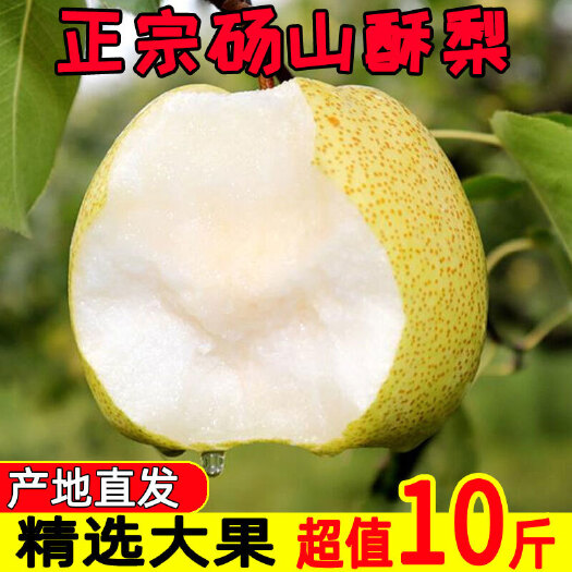 『砀山酥梨老树梨』安徽砀山梨新鲜酥梨大果雪梨9斤当季水果秋梨