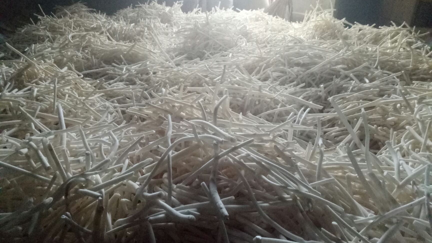  通心草现货，干净白净无杂质懂得下手