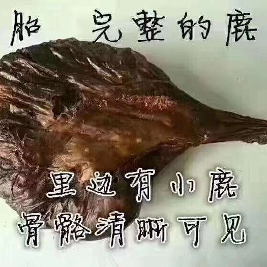 长春鹿胎干鹿胎免费打粉