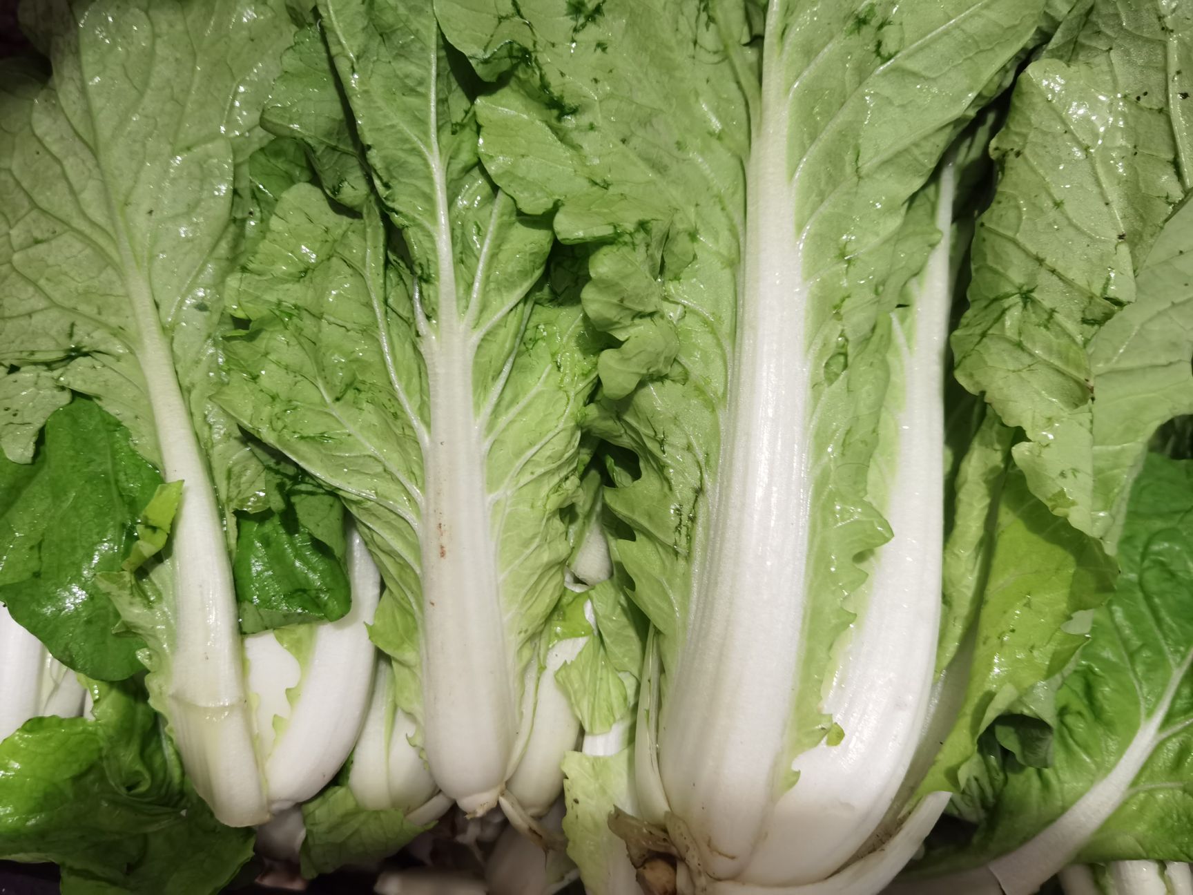 黔白5号 五号白菜