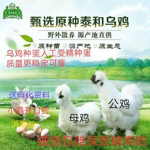 泰和县乌骨鸡种蛋  正宗泰和乌鸡种蛋受精蛋包邮运输破损包赔保受精【农场直销】