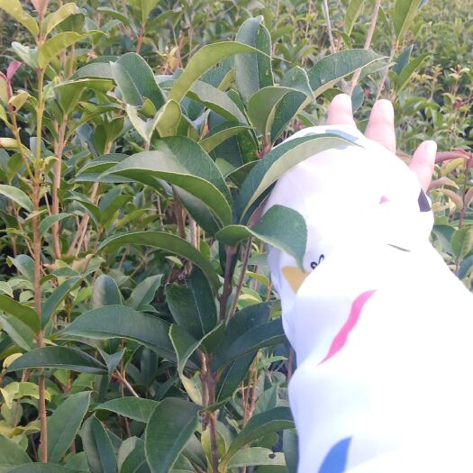 郧西县 桂花树苗50公分-150公分，树形优美，量多价兼！