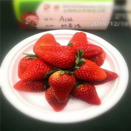 妙香7号草莓苗  
个大味甜草莓苗 脱毒草莓苗48小