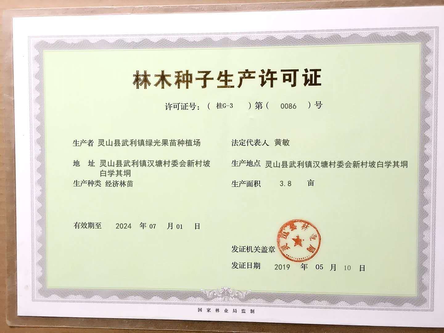 黑黄皮果苗  包正品，果皮遇雨天不会爆裂，第二年可挂果又大又