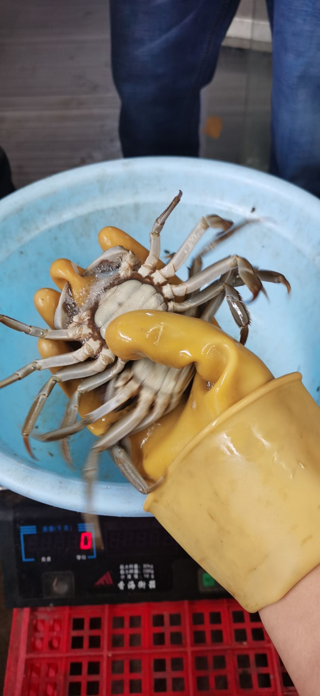 大闸蟹  优质母蟹公蟹 底价出售 有肉 有黄  不苦