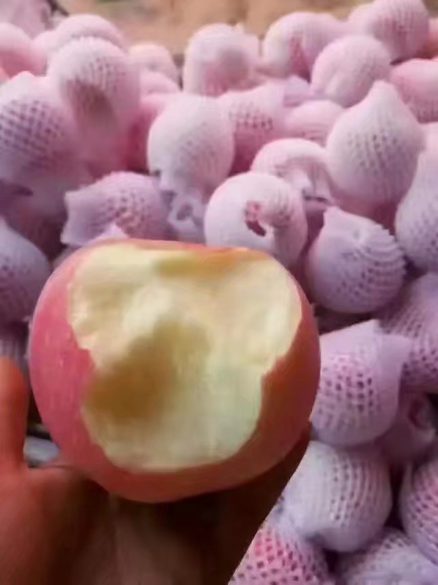 山东红富士苹果 烟台红富士苹果脆甜爽口一件代发