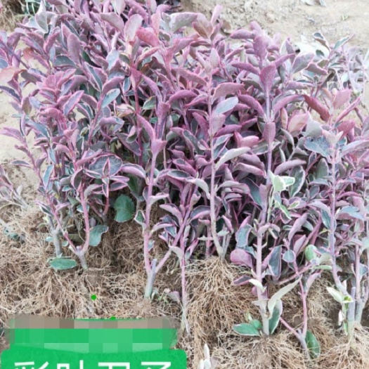 沂南县彩叶卫矛 卫矛   自产自销   各种规格大小苗