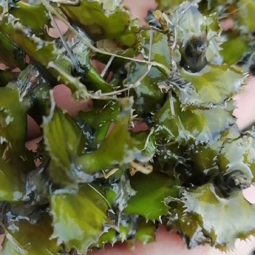 微山县 麦黄草