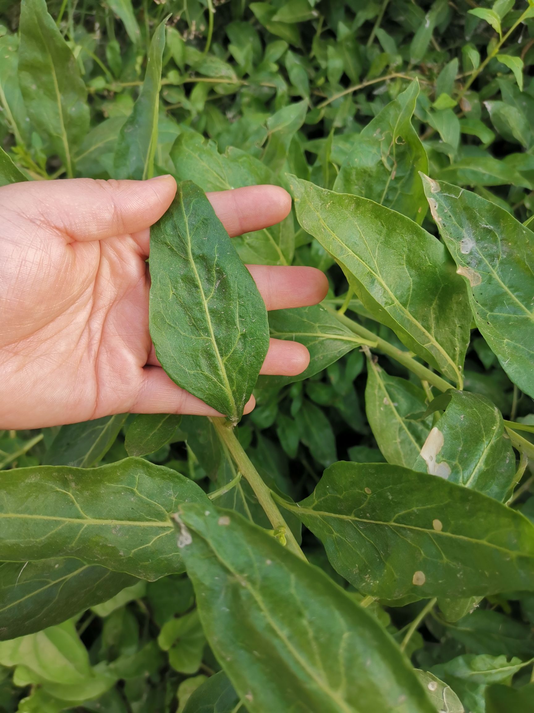 寧夏枸杞種子 葉用枸杞芽種苗蔬菜種子枸杞芽頭種籽大葉枸杞苗多次