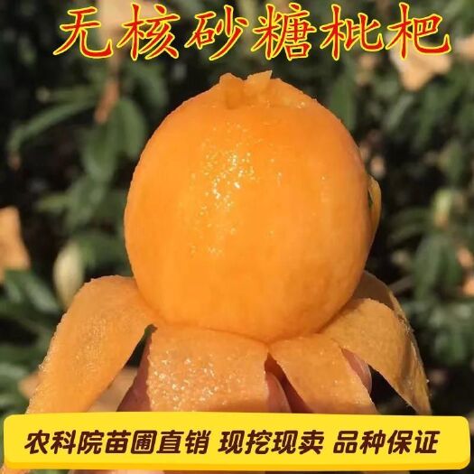 平邑县白沙枇杷苗 无核砂糖枇杷嫁接苗新品种产量高南北方均可植抗寒抗旱能力强
