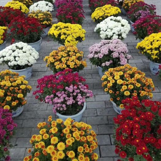 重庆市黄菊 苏菊