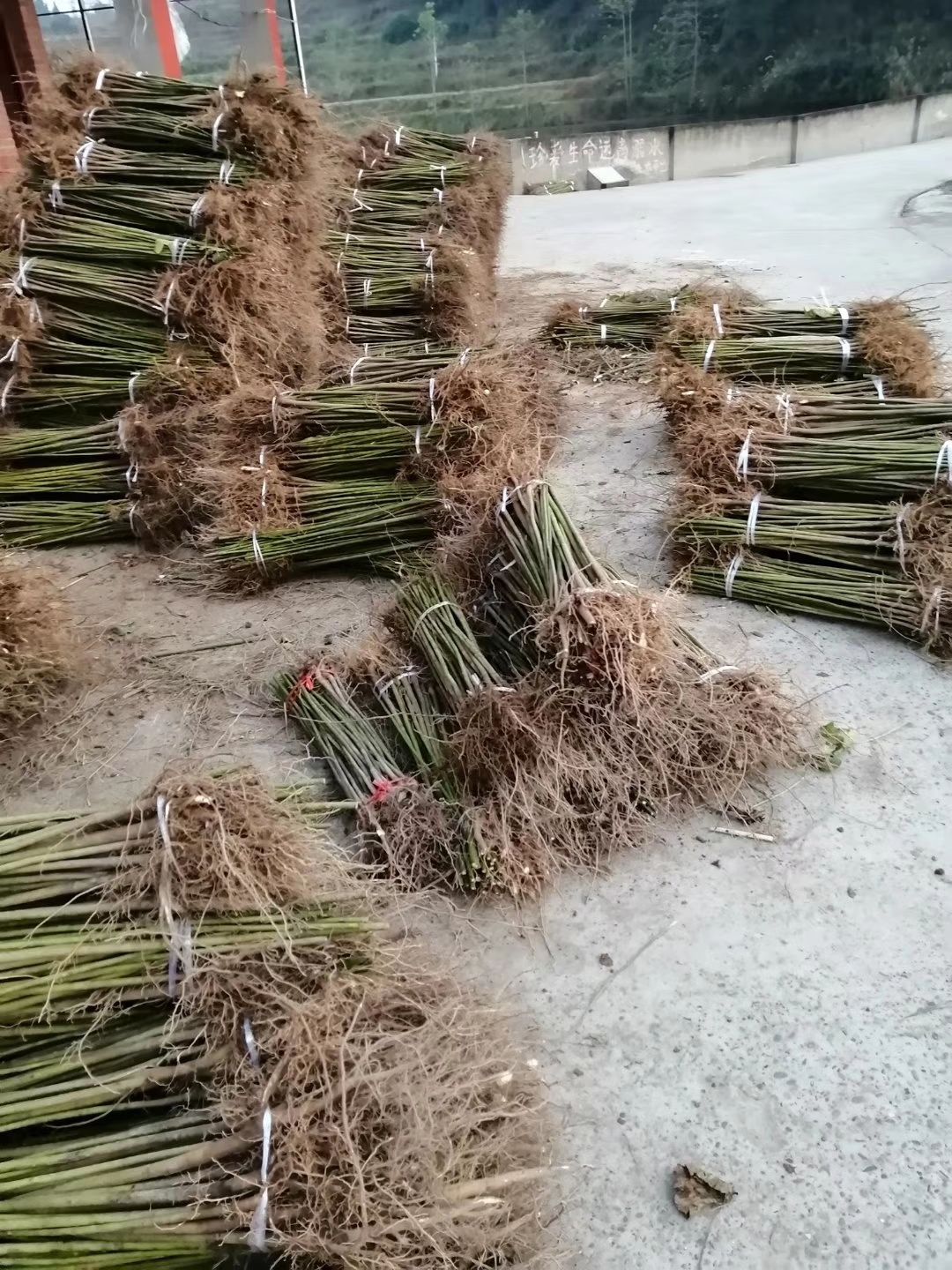 买油桐树苗，就找重庆俊尧，油桐树苗批发基地