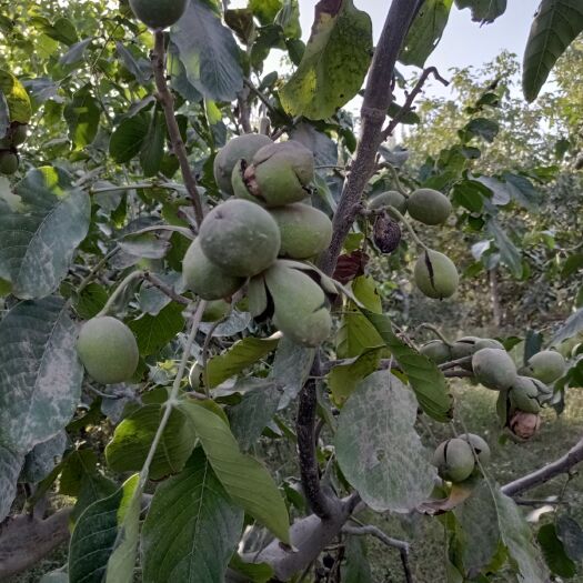 墨玉县鲜核桃 新疆墨玉县搏皮核桃基地