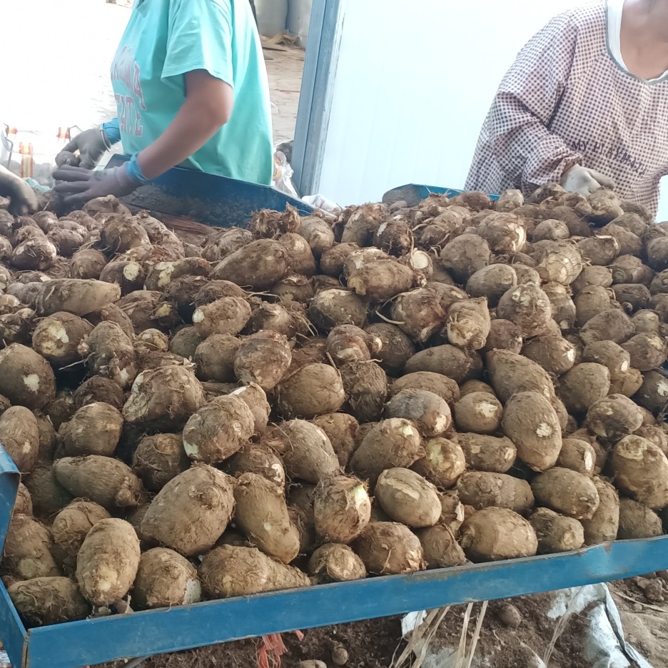 毛芋头 通货小球、中球价格美丽，诚信为本！支持验货！