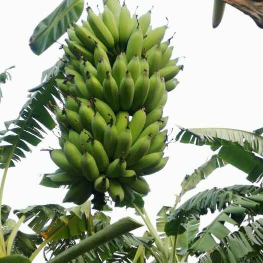 大新县 西贡粉蕉