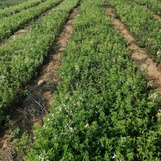 平邑县四季金银花苗 金银花苗