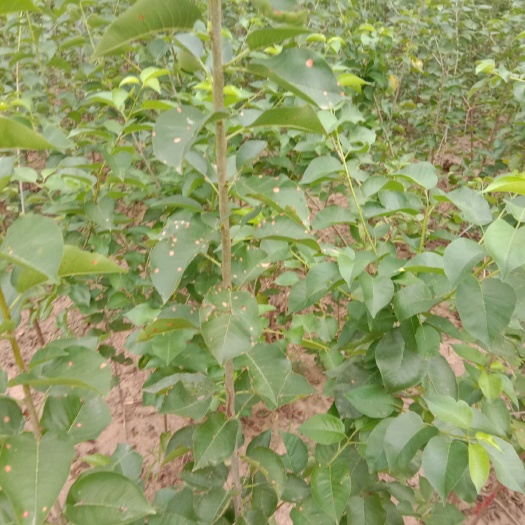 扶风县樱桃苗 马哈利砧木的樱桃实生苗，此砧木半矮化，不起根瘤，极易丰产。