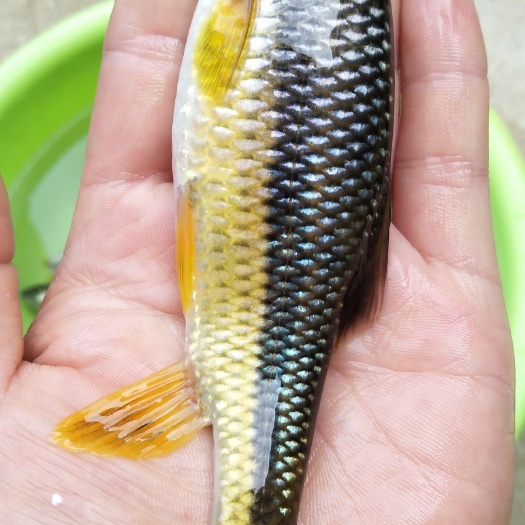 泰和县珍珠龙胆石斑鱼 冬季进补的鲜货，送礼，开胃下饭菜，味道杠杠的！