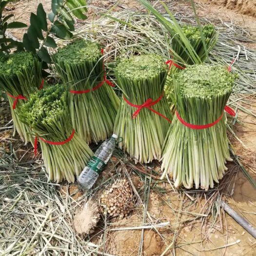 博罗县博罗香茅草种植基地 直销产品 价格优惠 新鲜香茅草