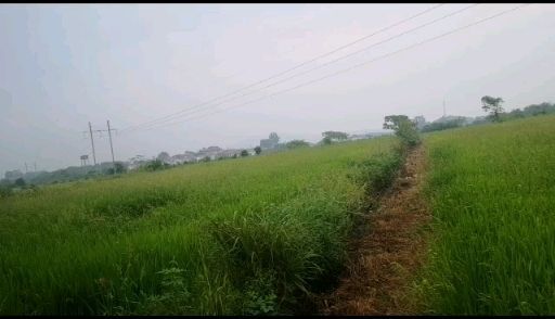 庐山市水浇地 土地出租水稻田油菜地蔬菜水果种植