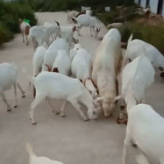 麟游县 肉羊