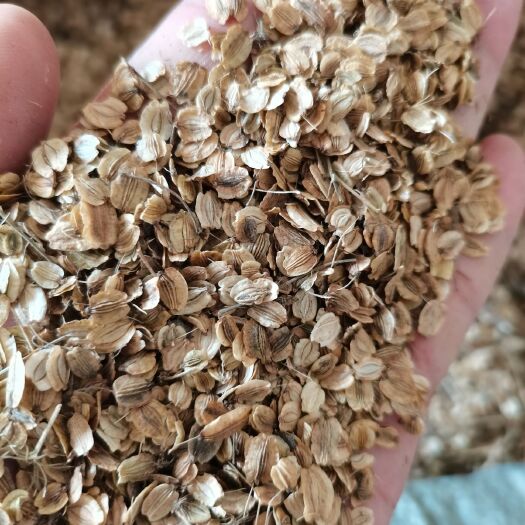 亳州2年生白芷种子，不起台，本家出售总共还有150斤