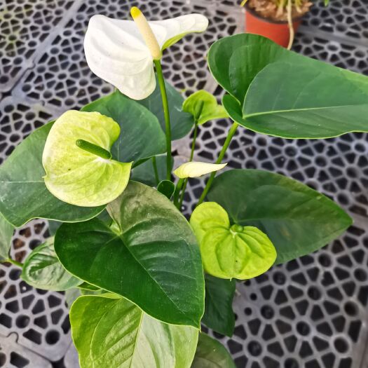 漳平市白掌盆栽植物室内花卉好养水培一帆风顺大盆水养四季常青绿植
