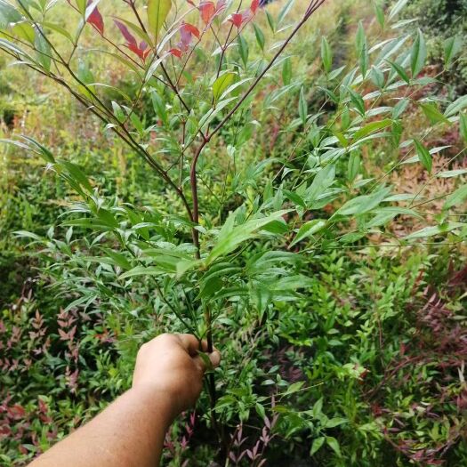 成都南天竹南天竺小苗工程苗基地供应，室内盆景