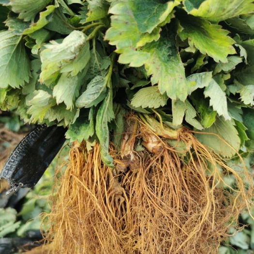 泰安章姬草莓苗  奶油草莓苗  甜宝草莓苗，基地直销，无中介