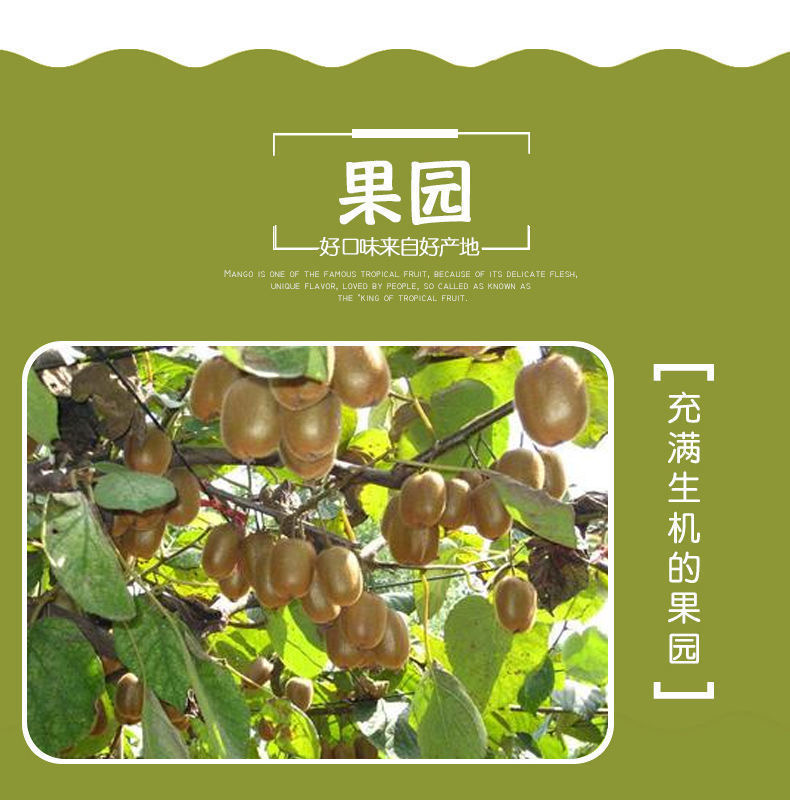 徐香猕猴桃  陕西周至绿心猕猴桃5斤10斤批发