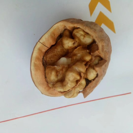 大宁县棉核桃  正宗山西绵核桃
