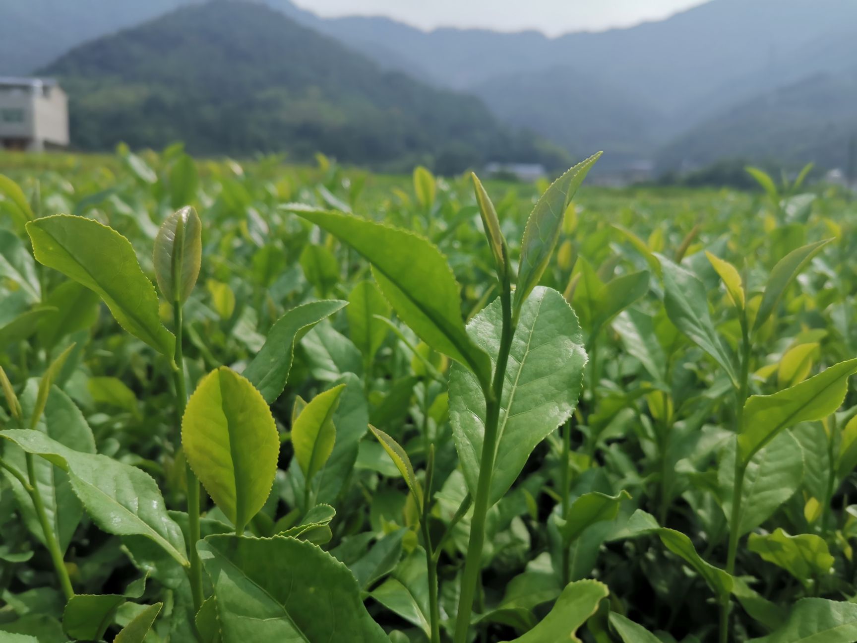 金牡丹茶苗福建福安苗圃大量批发供应基地直销